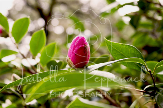 Beginning of Life