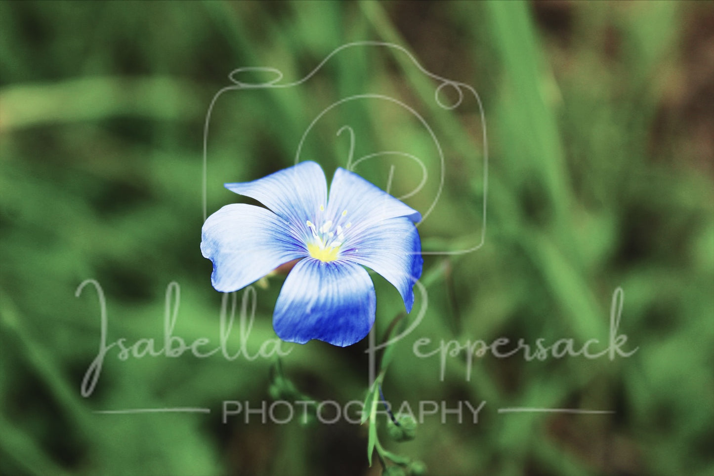 Blue Flax