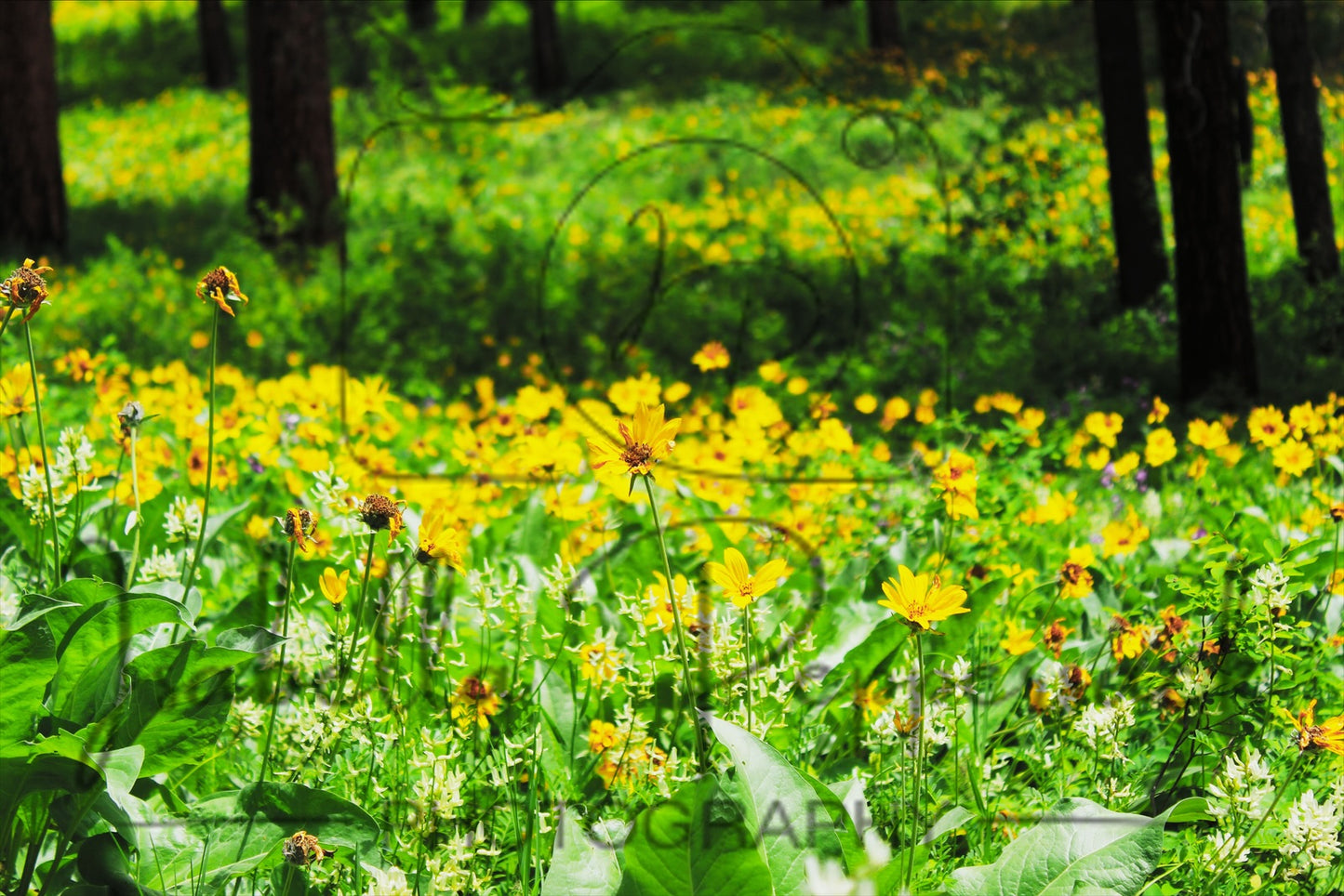 A Field of Sunflowers