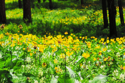 A Field of Sunflowers