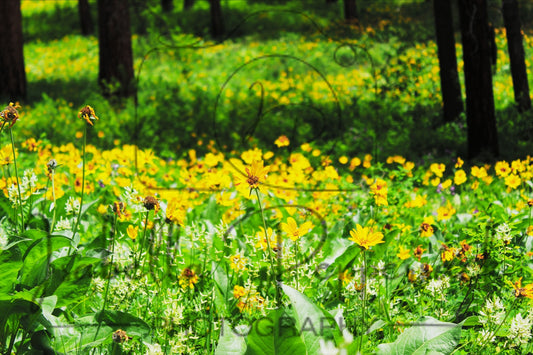 A Field of Sunflowers
