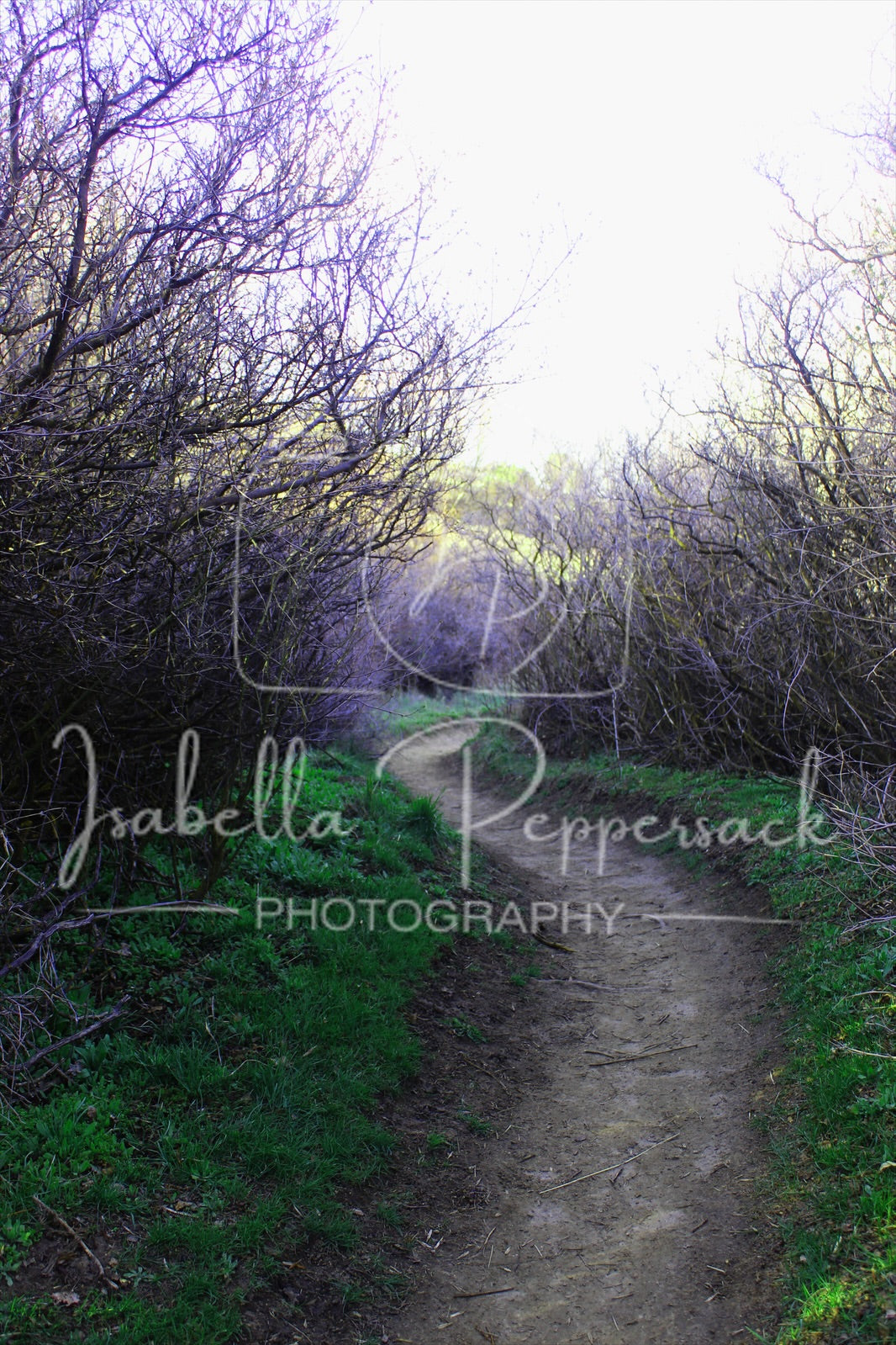 The Windy Path
