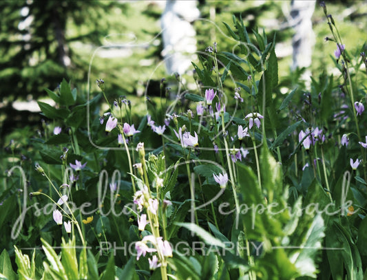 Primula Jeffreyi