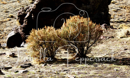 A Couple Of Weeds