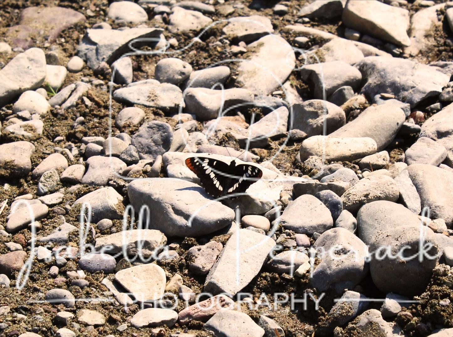 Little Butterfly