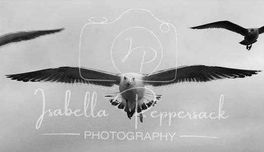 Gulls