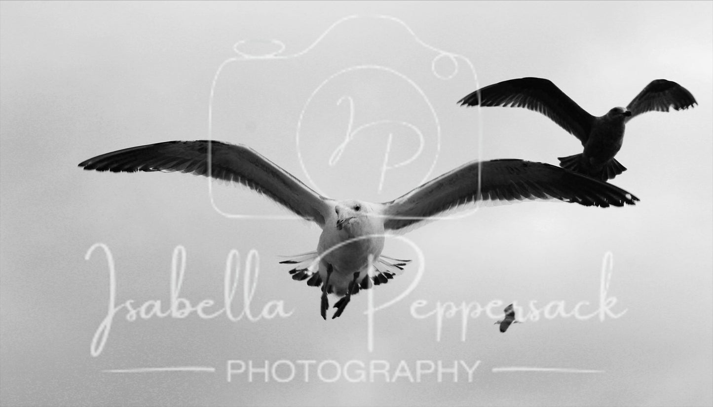Seagulls