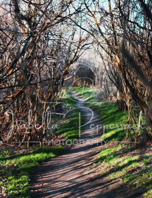 Cherry Springs Nature Area