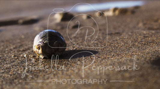 Warm Sand
