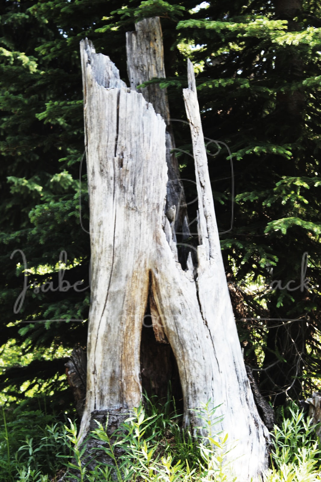 Fairy Tree