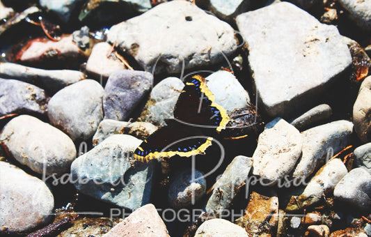 Mourning Cloak Butterfly