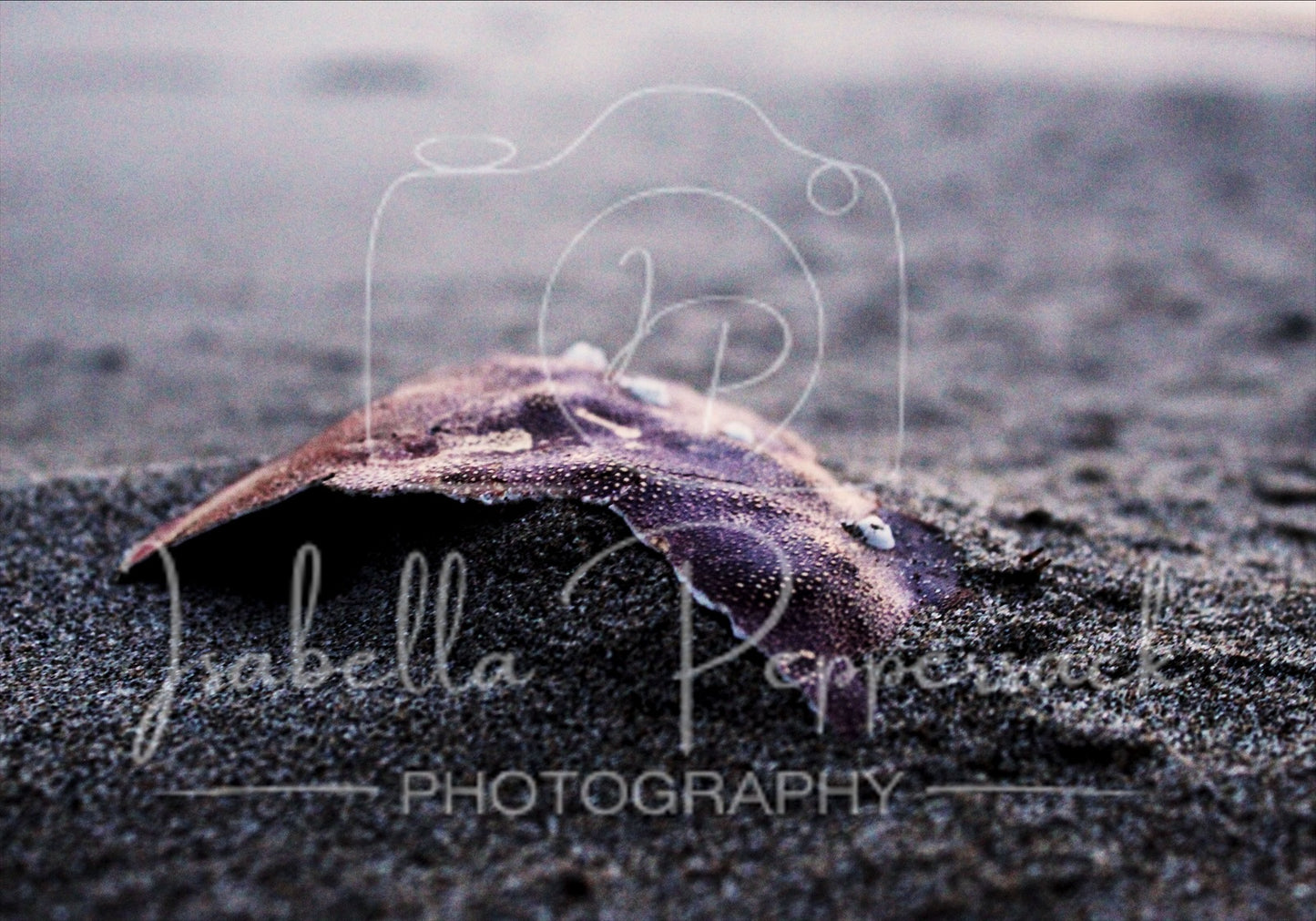 Dead Crab