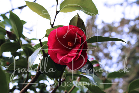 Camellia