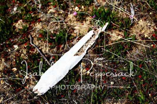 Fragile Remnants