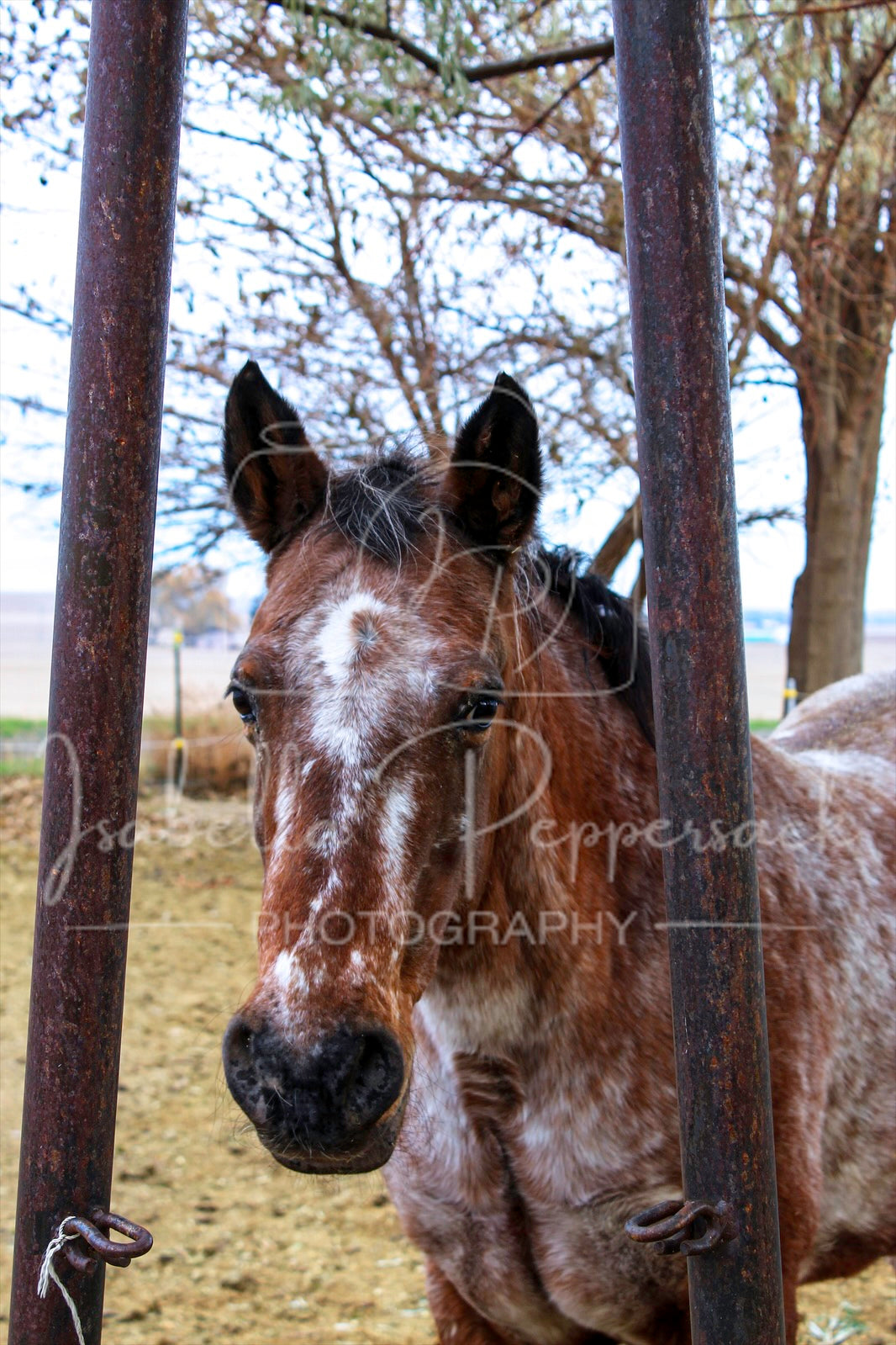 Spanish Mustang Appaloosa