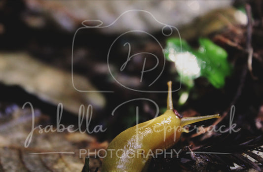 The Banana Slug