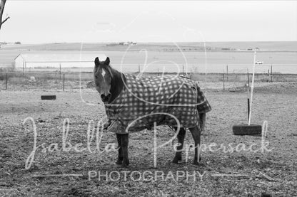 Farmstead Equine