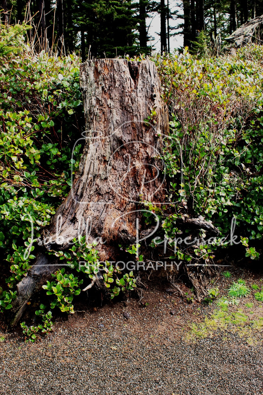 Nature's Remnants