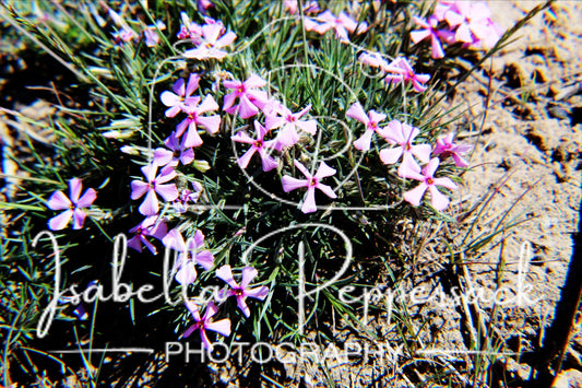 Snake River Plains Phlox