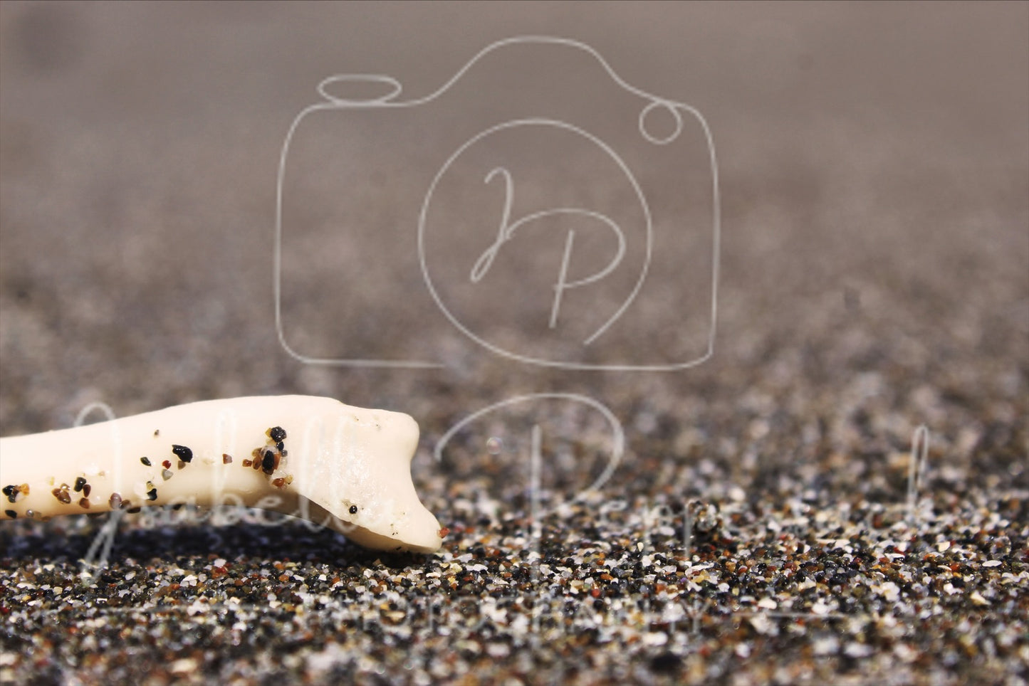 Bone on a Beach