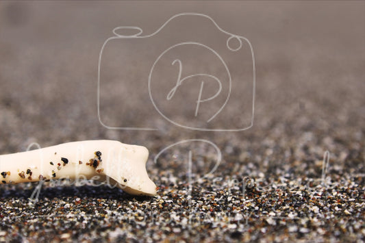 Bone on a Beach