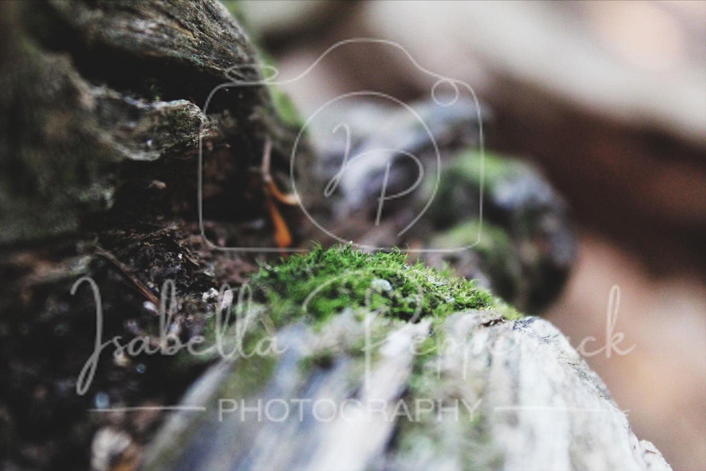 Moss on Tree