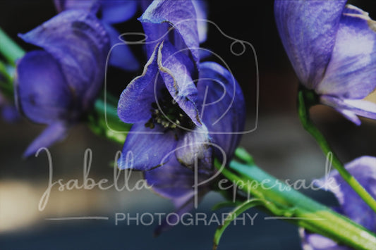 Monkshood