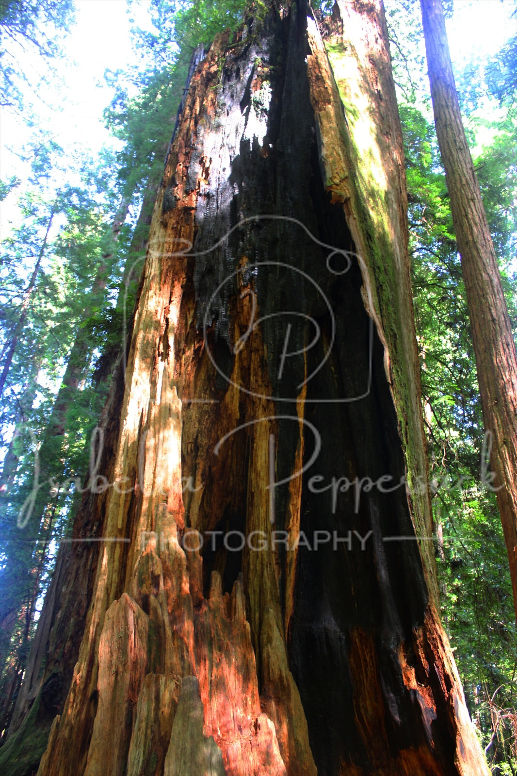The Redwoods