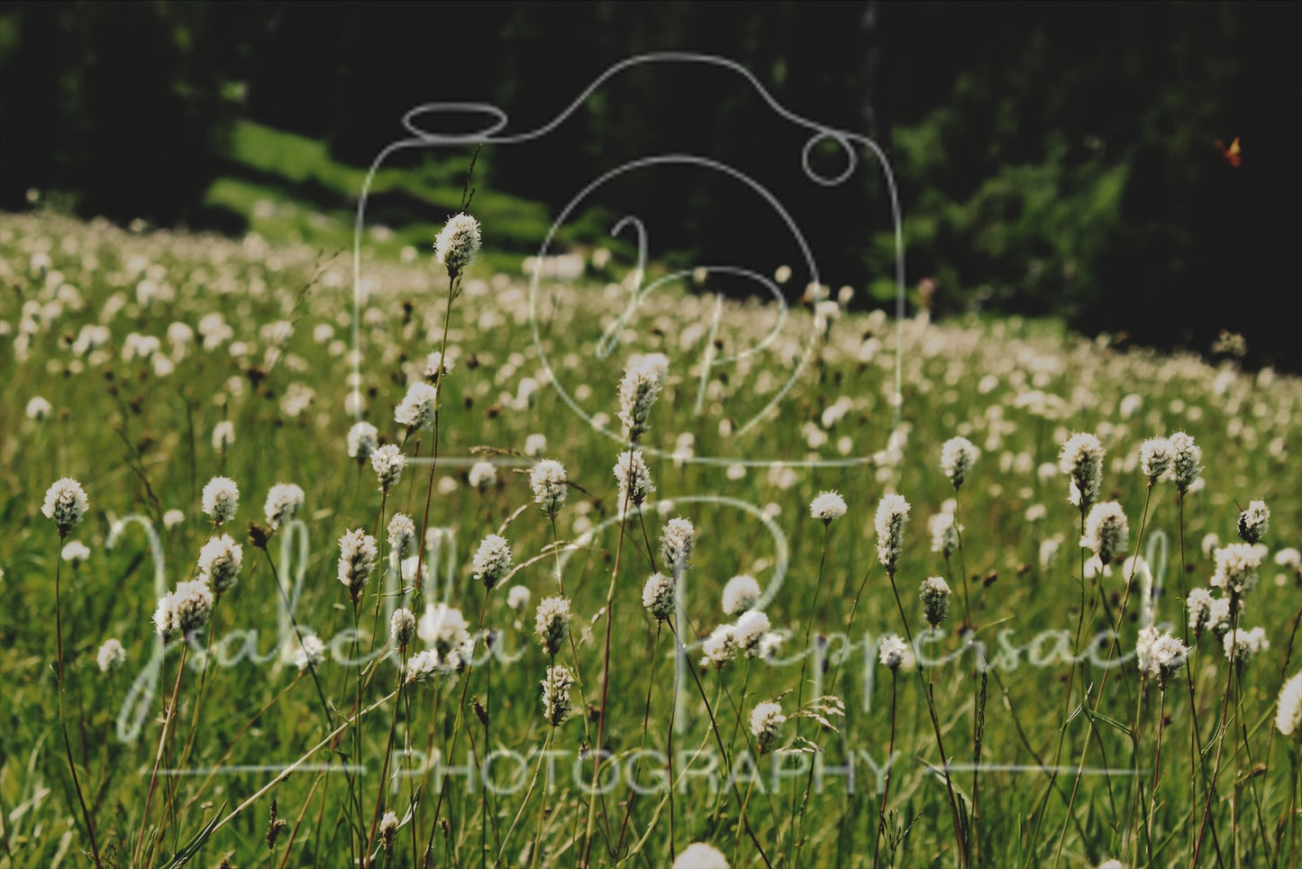 Field of Flowers