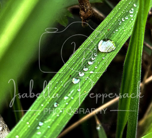 Trail of Raindrops