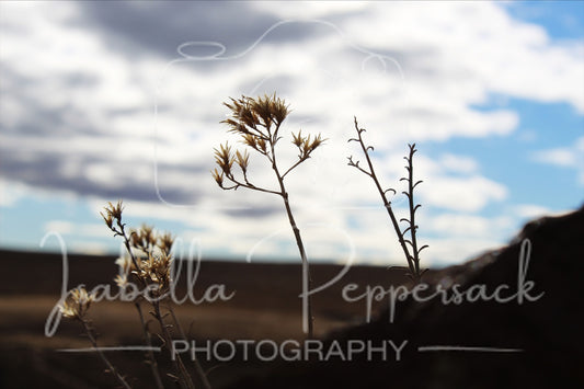 Weeds