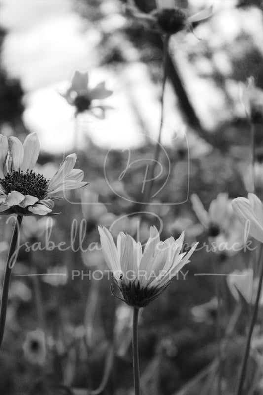 Whispering Petals