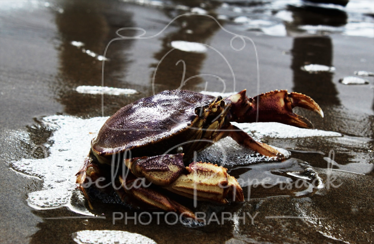 Crab