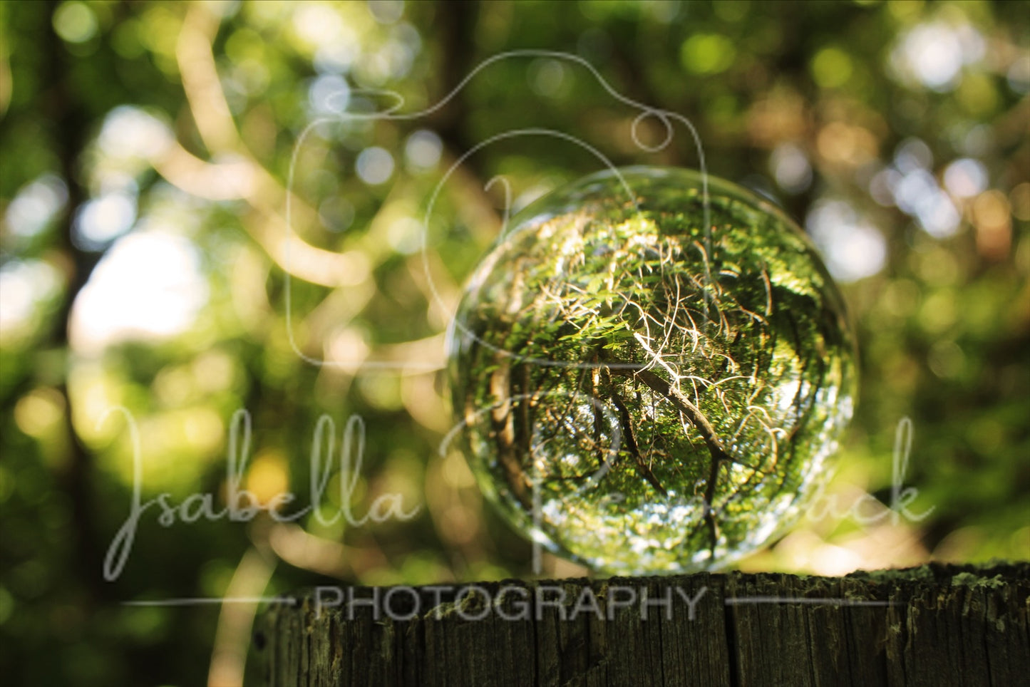 Forest in a Sphere