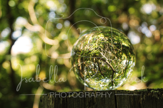 Forest in a Sphere