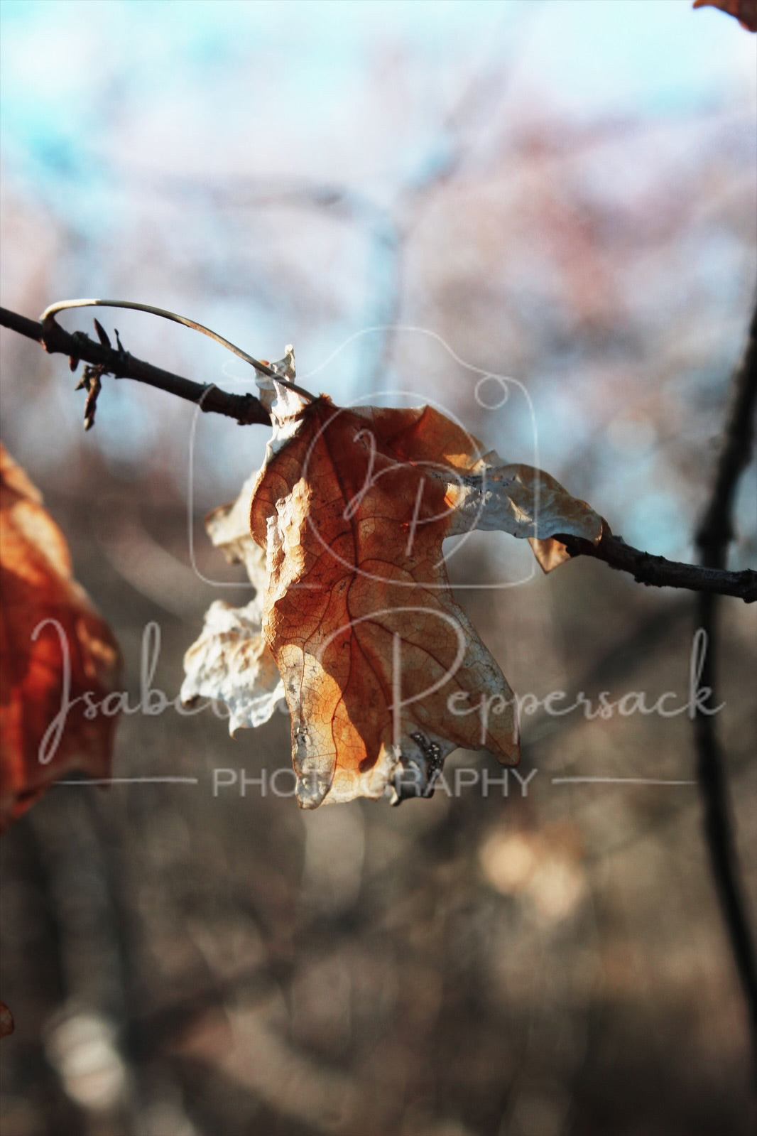 Spring Leaves