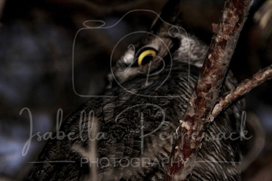 Dull Owl
