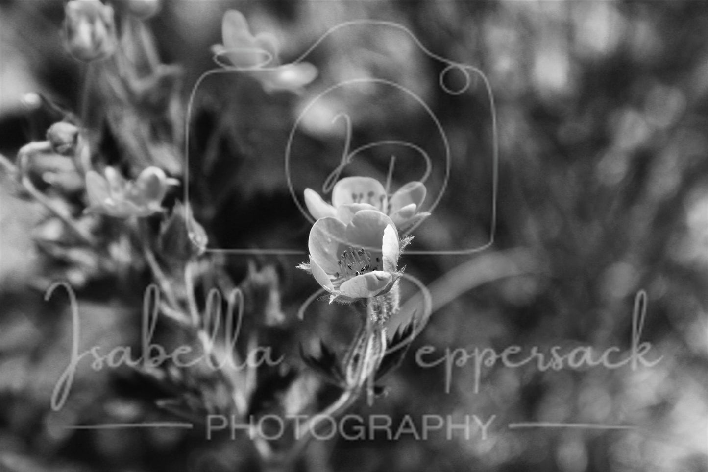 Whispers of Light