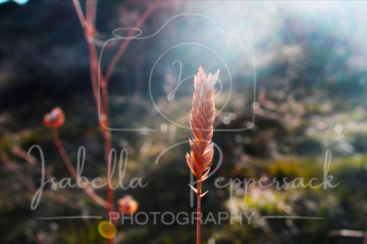 The Wild Grass
