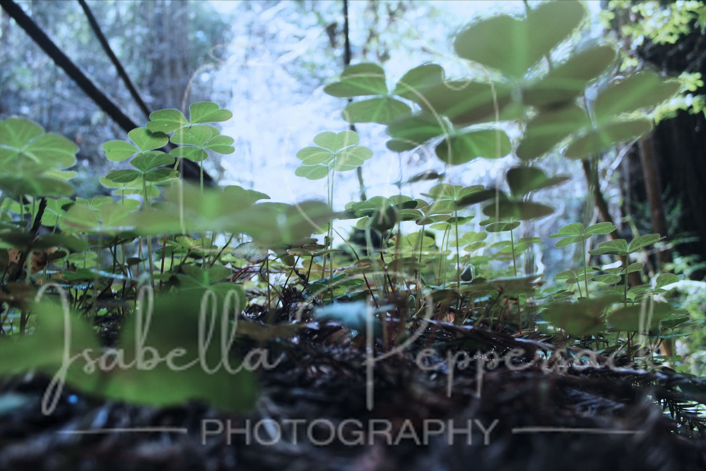 A Forest of Clovers