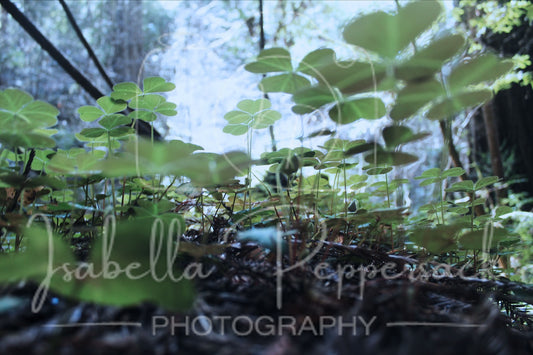 A Forest of Clovers
