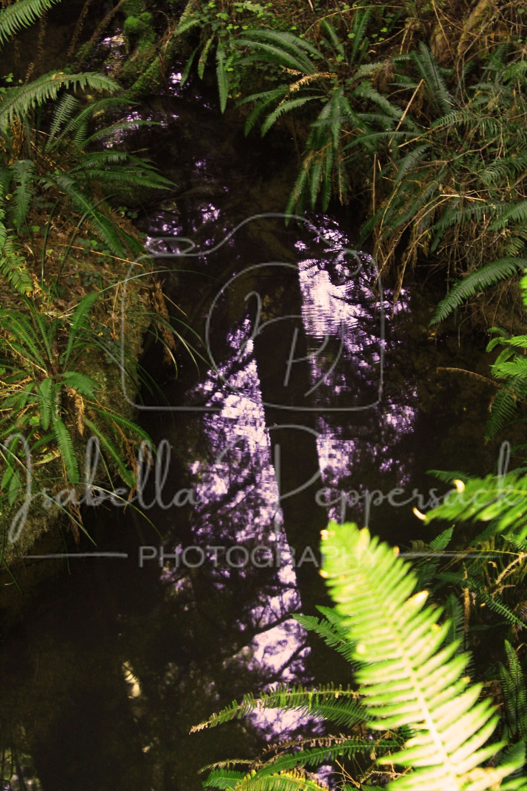 The Enchanted Waters