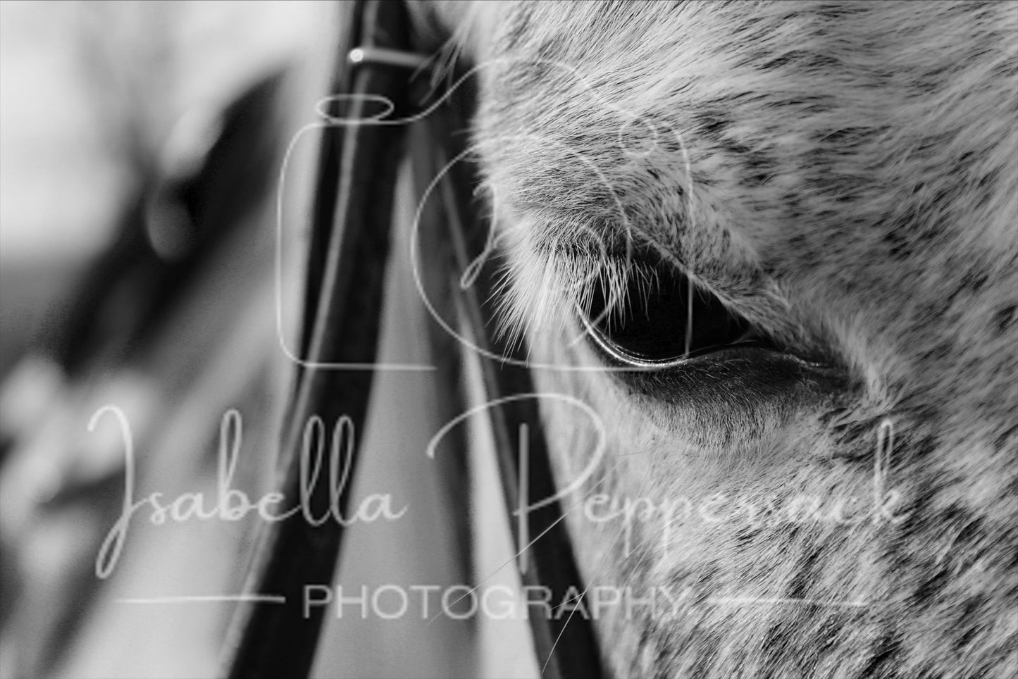 Eye of the Horse