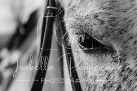 Eye of the Horse