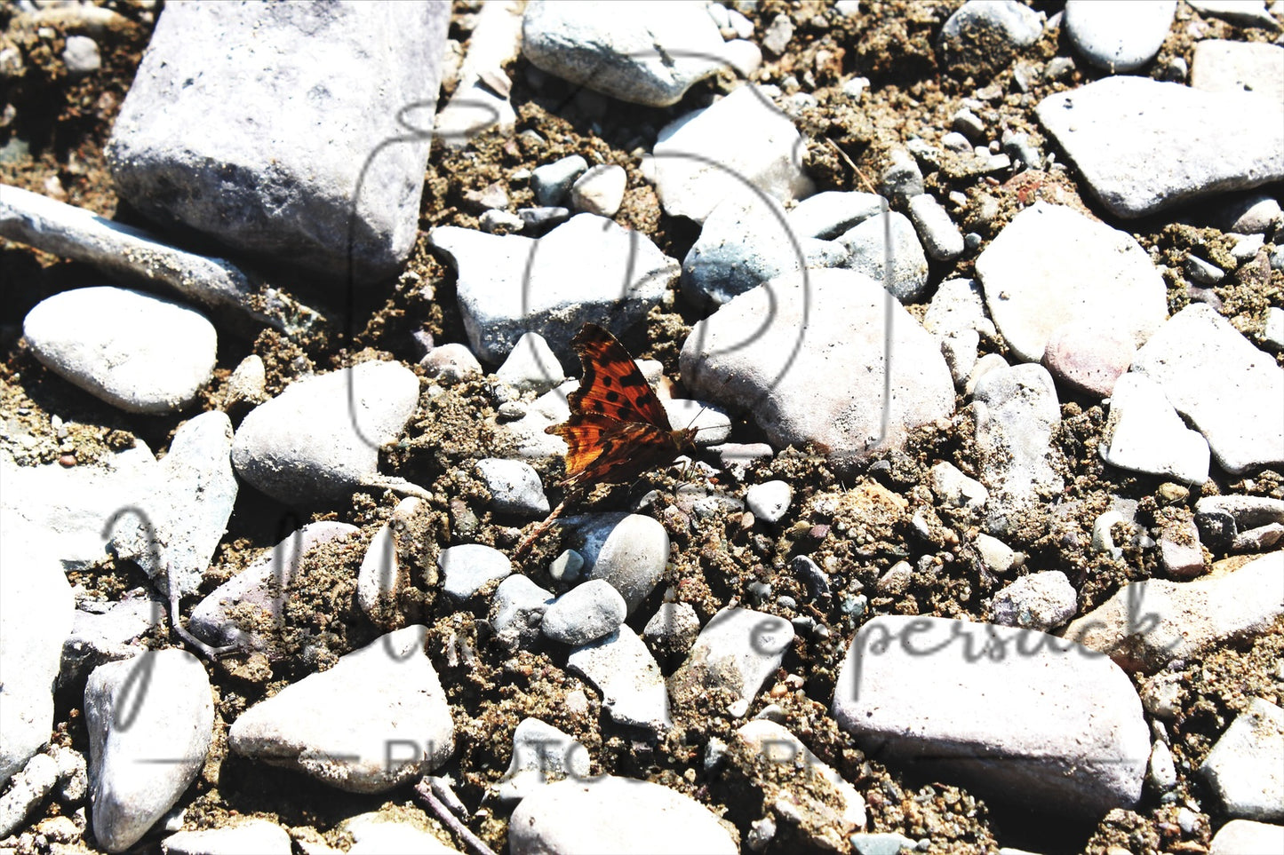 Fragile Among Stones