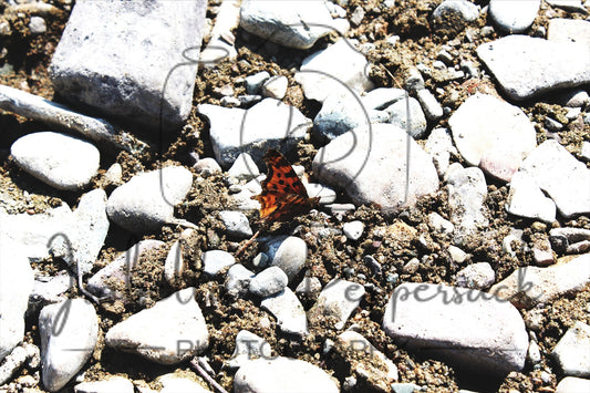 Fragile Among Stones