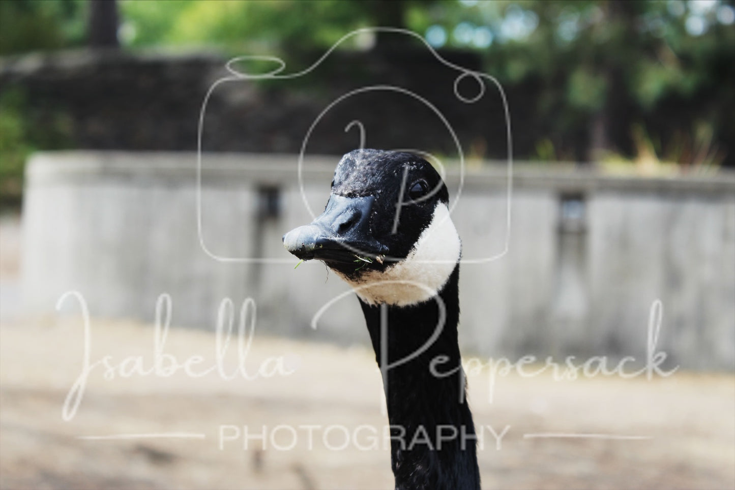 Canada Goose