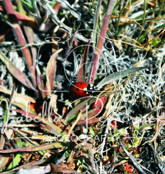 LadyBug