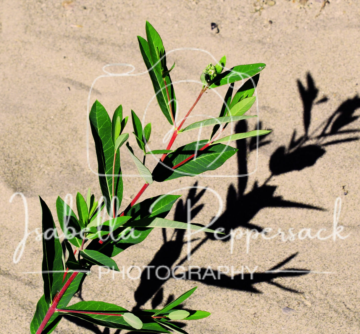 Dogbane