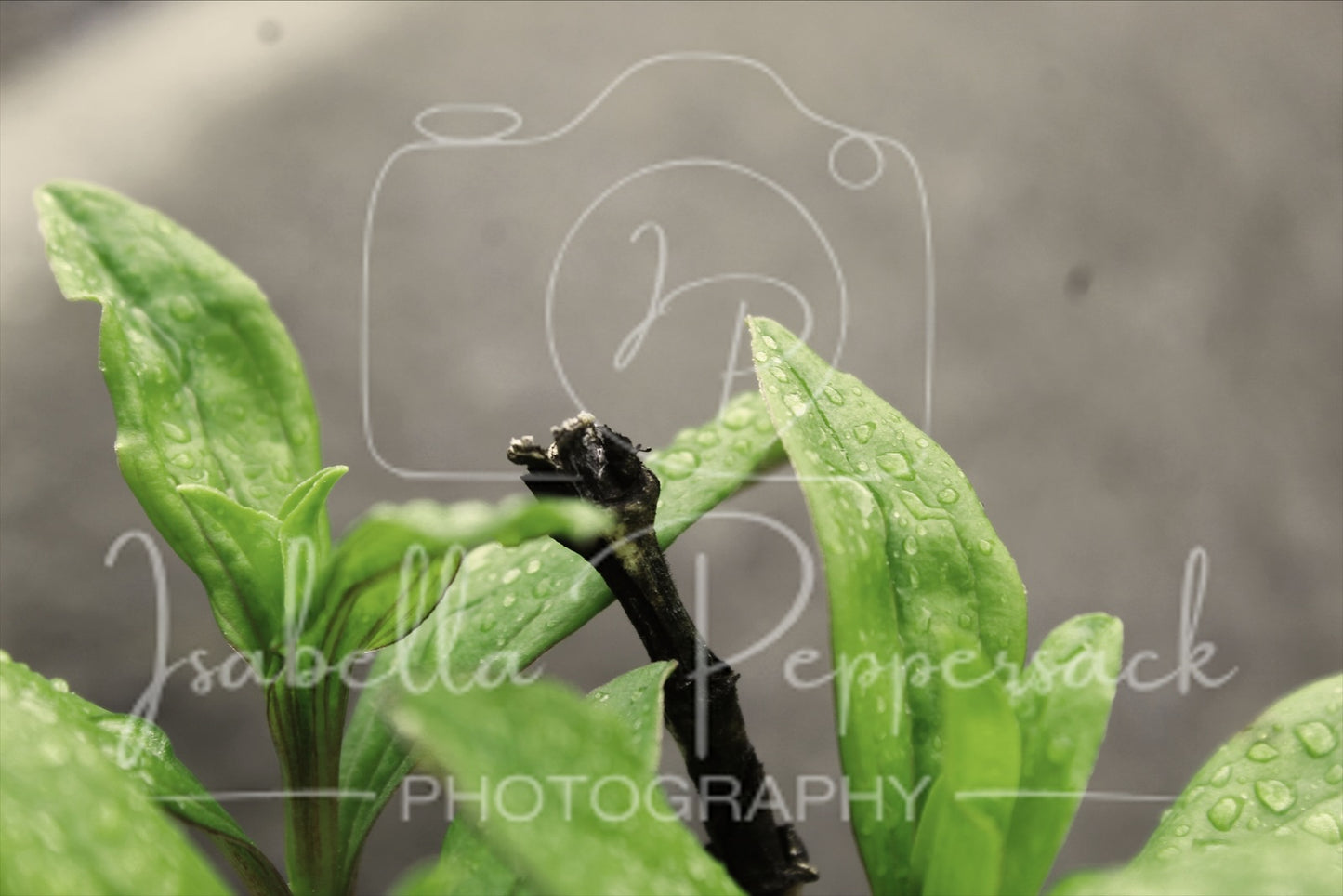 Soapwort